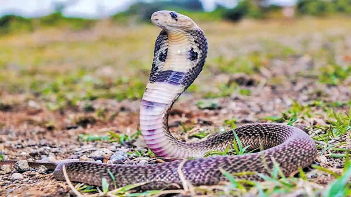 Hyderabad based NGO Rescued 13028 Snakes in 2024 says Snake Do Not Bite Intentionally