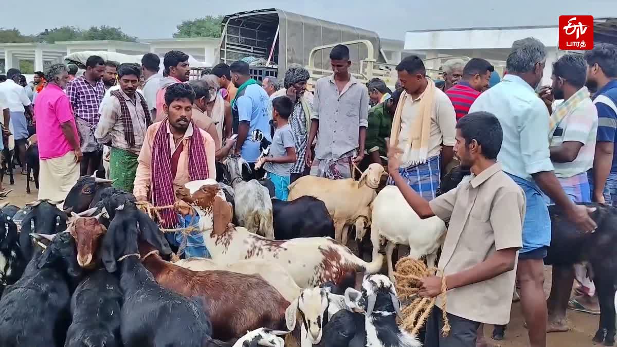 சந்தையில் விற்பனைக்கு வந்திருந்த ஆடுகள்