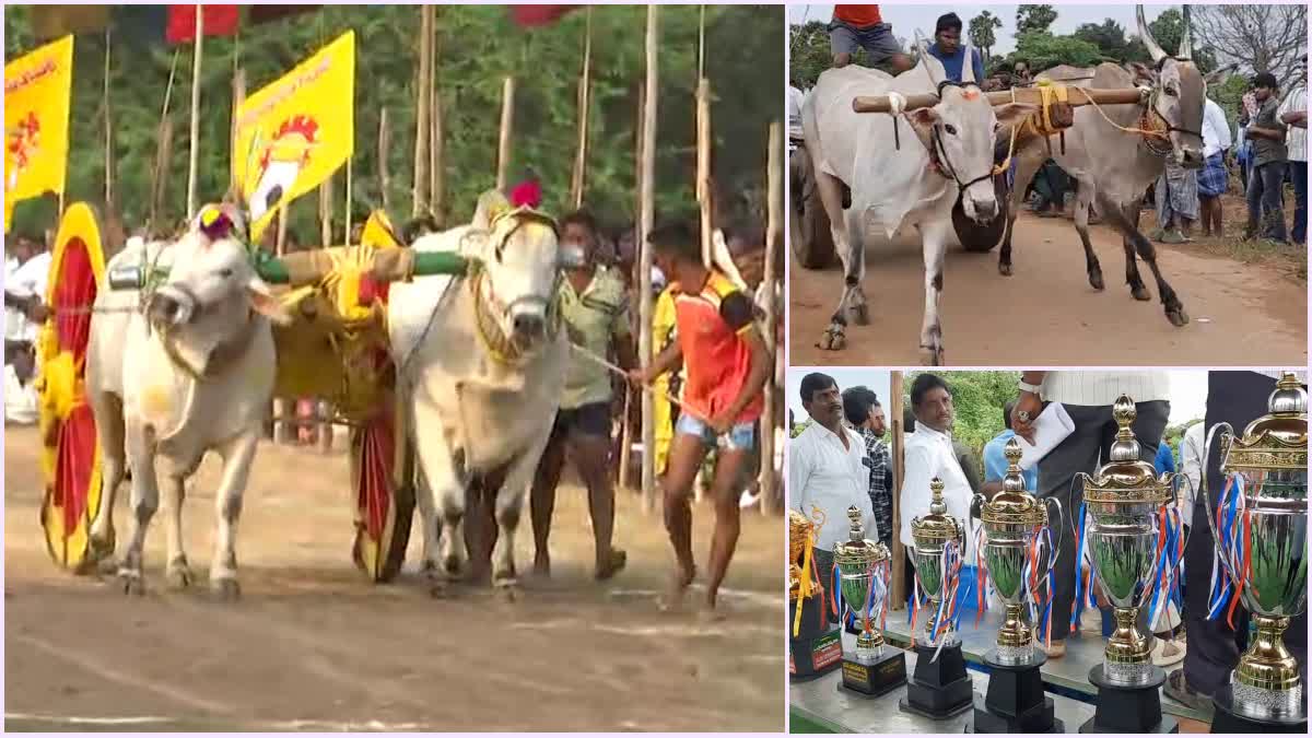 bull_competitions_going_on_grandly_in_nellore_district