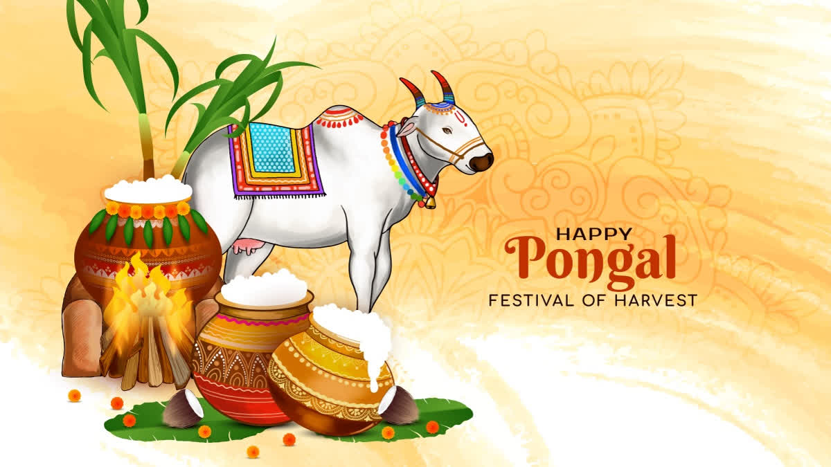 Happy Pongal 2025 Messages And Wishes For Prosperity And Joy On The