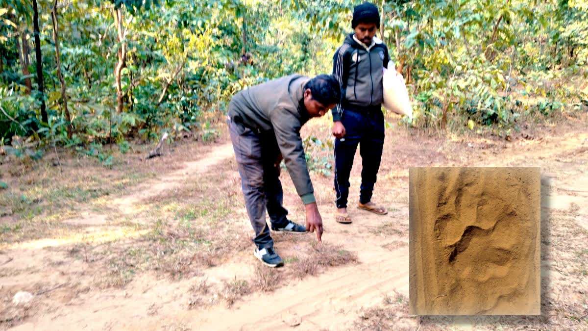 Forest department officials examine pug marks on a road