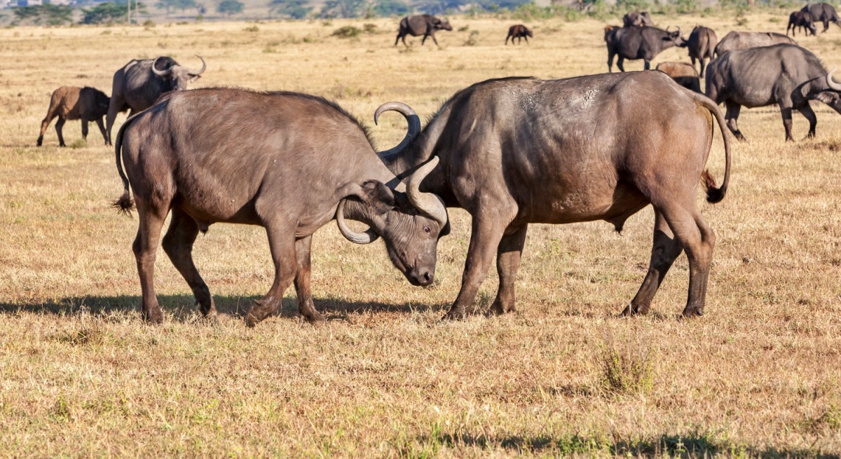 Representational image of buffalo fighting