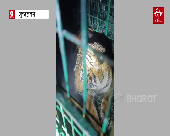 TIGER CAGED IN SUNDARBANS