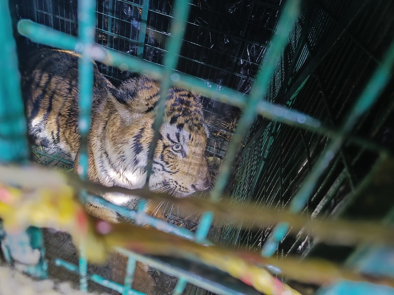 TIGER CAGED IN SUNDARBANS