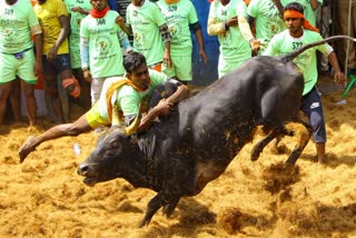 Jallikattu history  what is Jallikattu  ജല്ലിക്കെട്ട്  LATEST NEWS IN MALAYALAM