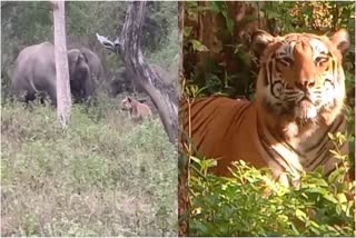 TIGER TRIED TO ATTACK ON ELEPHANT IN BANDIPUR