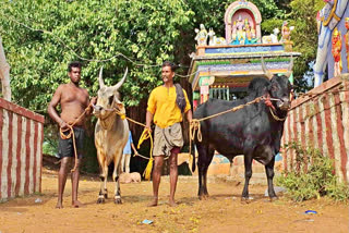 Karisalkulam Deepak shares his 34-year experience in Jallikattu, highlighting challenges in current practices, emphasising traditional values and calling for improved event organisation.