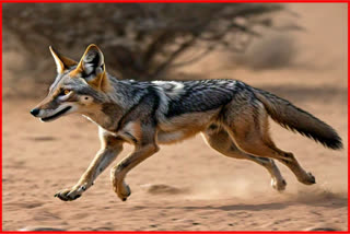 Jackal attack in Fatehabad