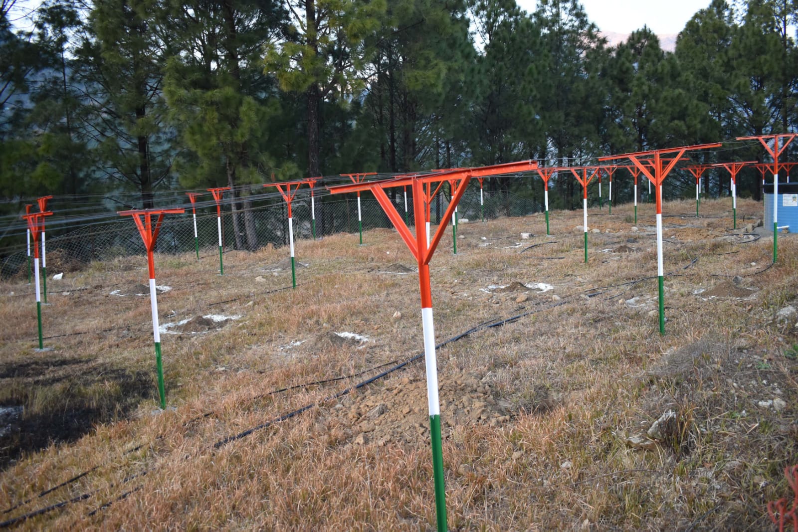 KIWI SAPLING IN MODEL VILLAGE MAITHANA