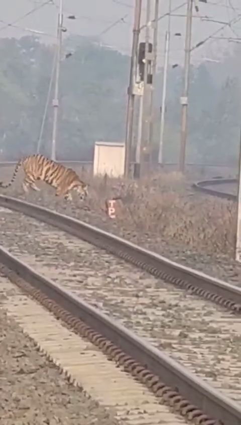 UMARIA TIGER VIDEO