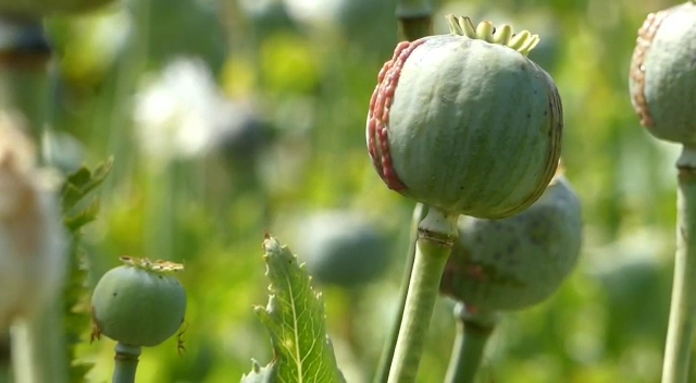 Farmers cultivating opium on CPS lease