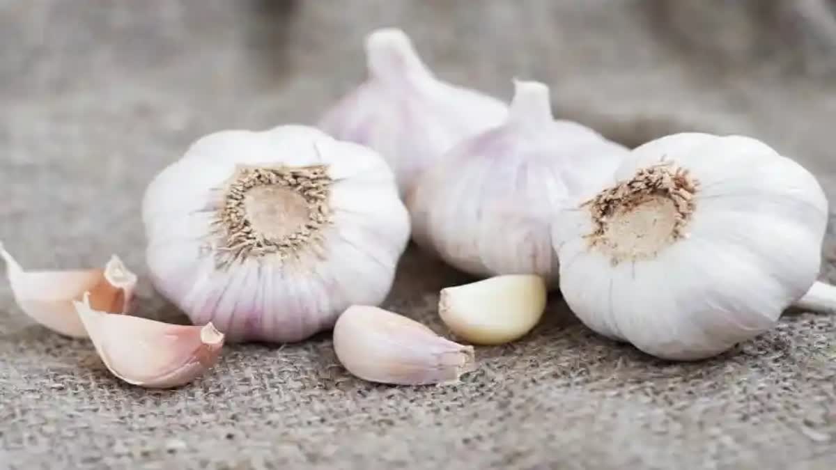 Garlic Price in Himachal