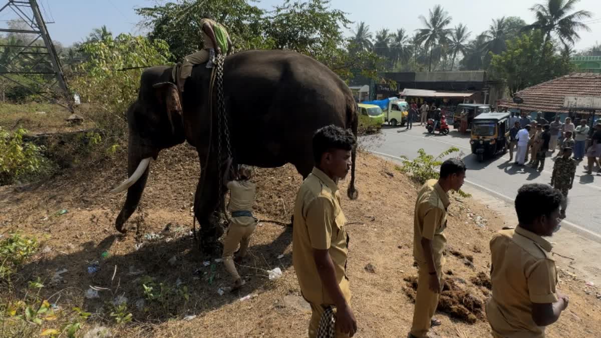 Wild elephant  Wayanad  Mannundi Colony  കാട്ടാന  വയനാട്