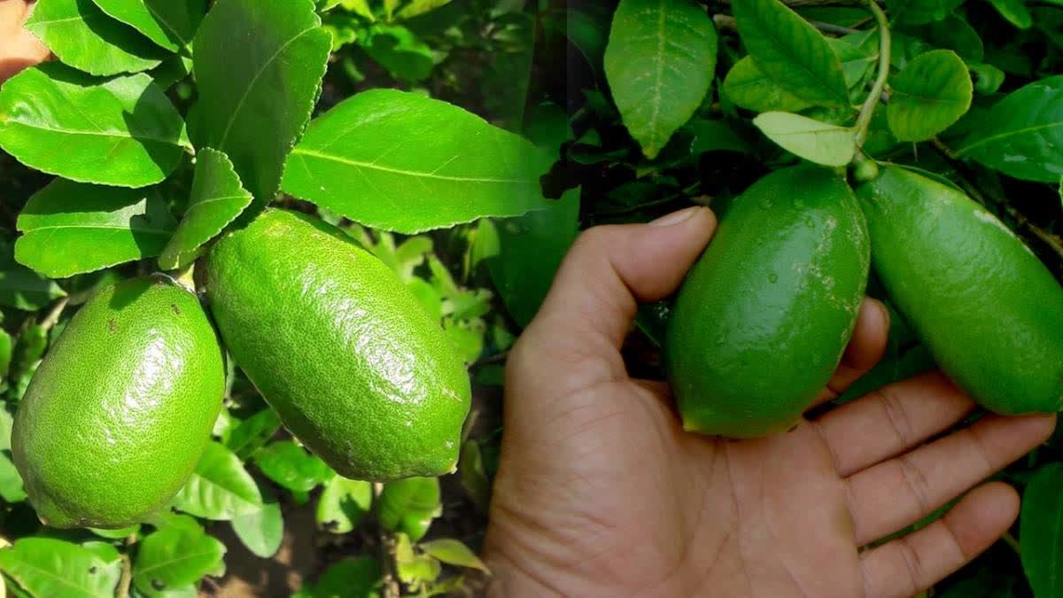 'Kaji Nemu' declared State Fruit of Assam