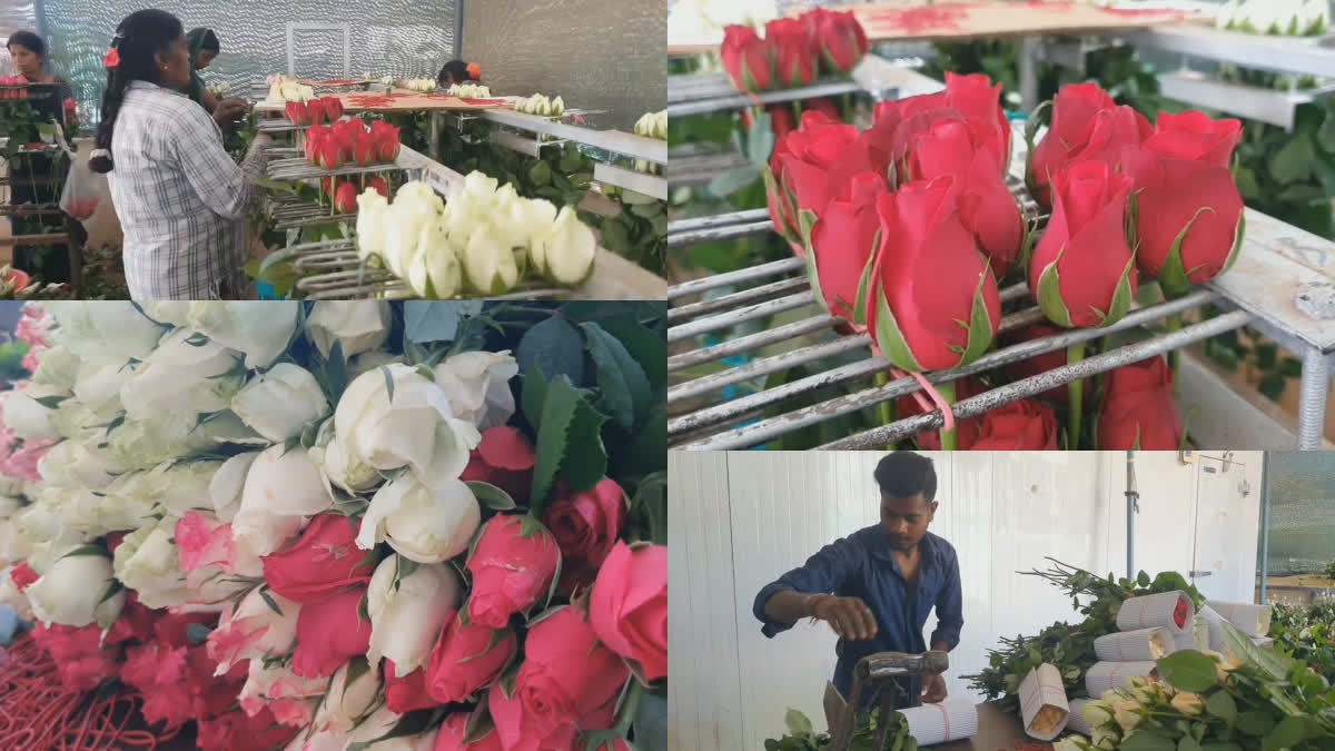 roses exported from the hosur on valentines day