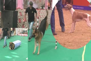Chhattisgarh Dog Lovers Association