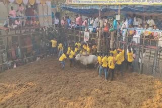 Bull Died in Dindigul Nallamanayakkanpatti Jallikattu