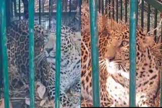 leopards were captured  Mysore  ಚಿರತೆ ಸೆರೆ  ಮೈಸೂರು  ನಿಟ್ಟುಸಿರು ಬಿಟ್ಟ ಗ್ರಾಮಸ್ಥರು
