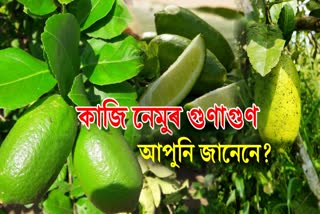 Some unknown facts about Assam Kazi nemu aka citrus limon which has got GI tag