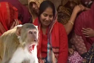 Monkey Turns Killer in Agra