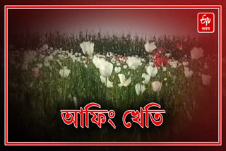 Opium cultivation in Barpeta