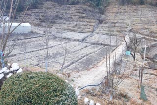 Apple Plants in Uttarkashi