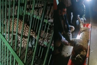 Leopard Carcass Found in Budgam, Leopardess Rescued, Cub Missing