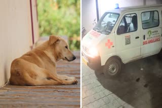 Dog dies in acid attack