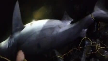 The shark which critically injured an youth in Vaitarna backwaters (Source ETV Bharat)