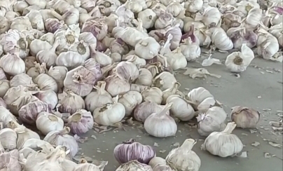 Garlic Price in Himachal