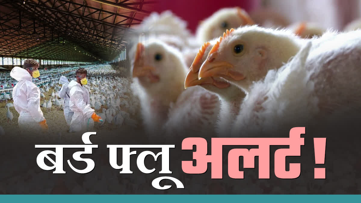 Bird flu alert in Madhya Pradesh