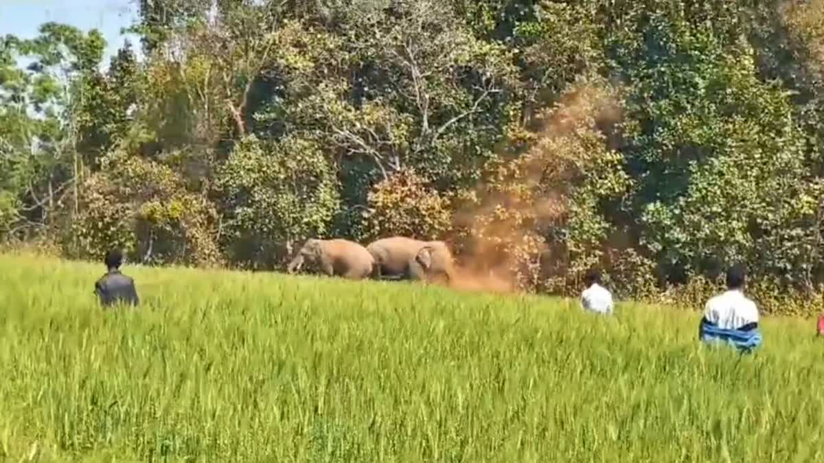 elephants destroying crops