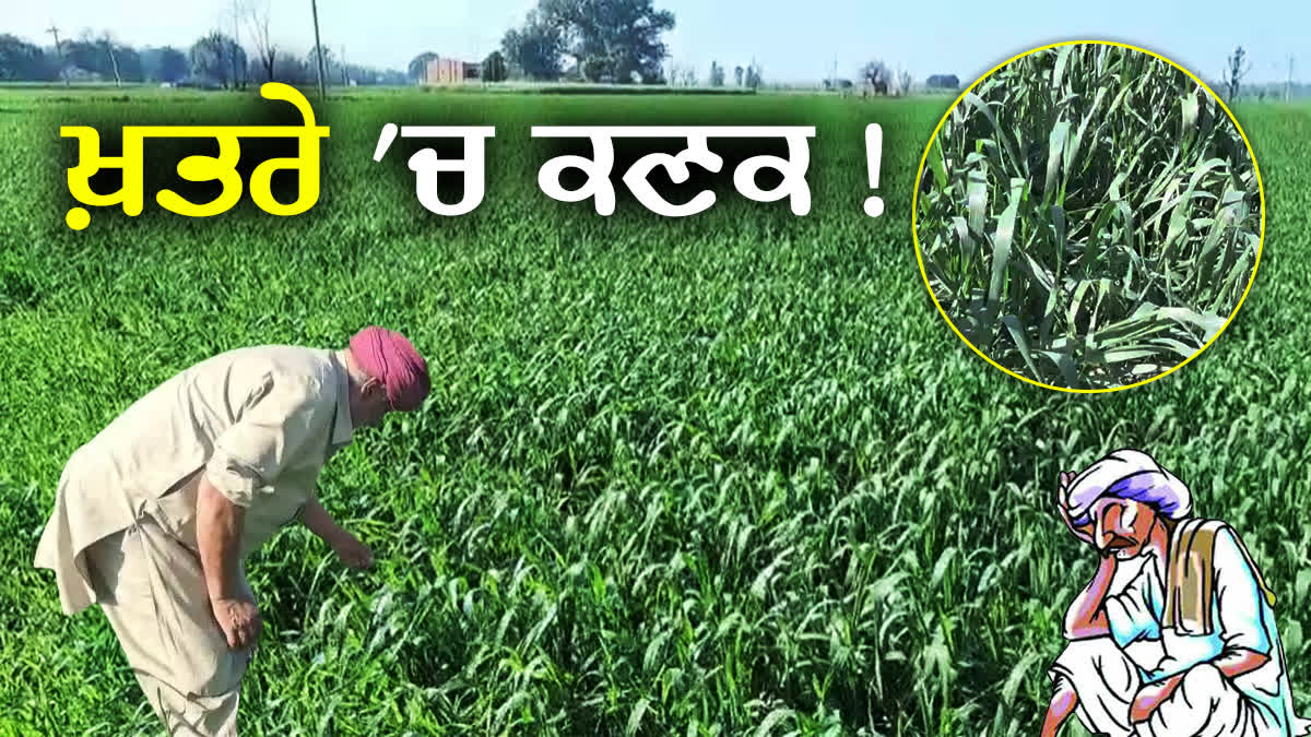 How to save wheat crop