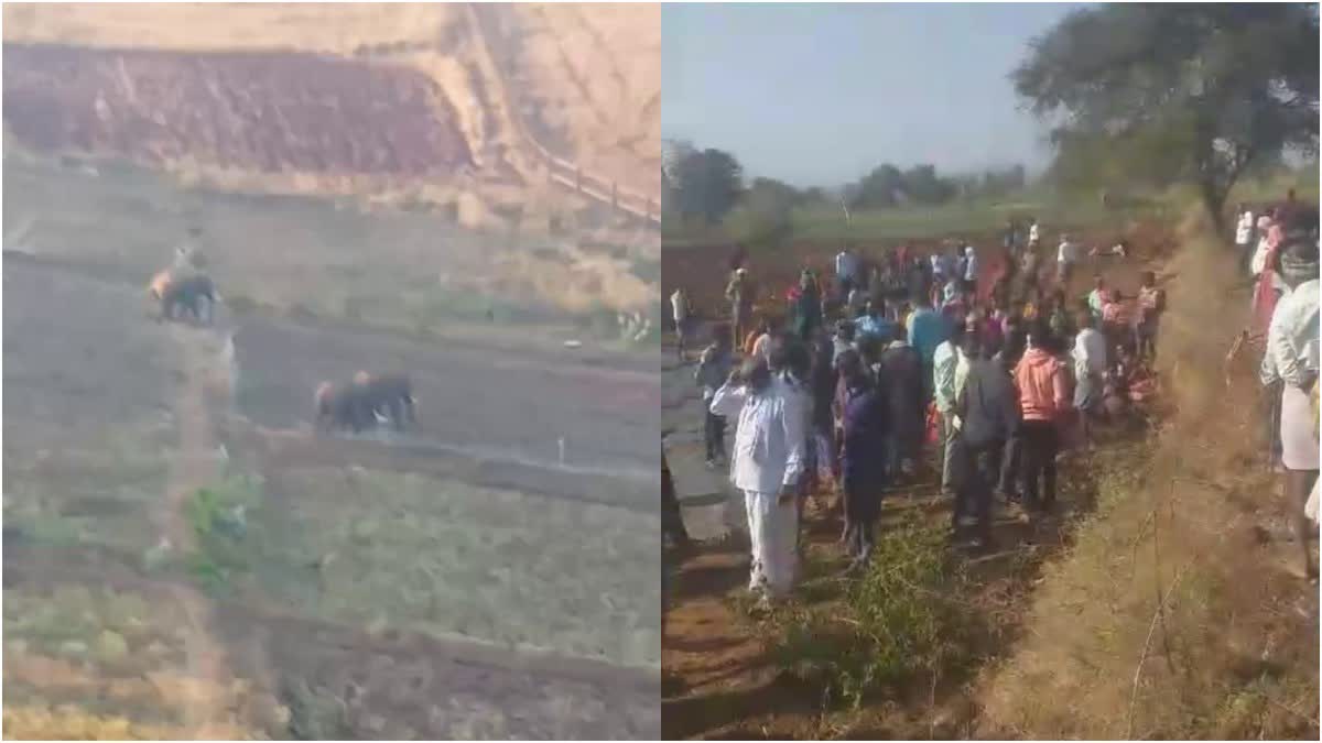 ಕಾಡಾನೆ ದಾಳಿ,Elephant attack,Mysuru