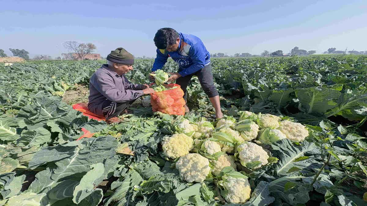 காஷ்மீரில் அறுவடை செய்த காலிப்ளவர்களை சந்தைக்கு கொண்டு செல்லும் விவசாயிகள்