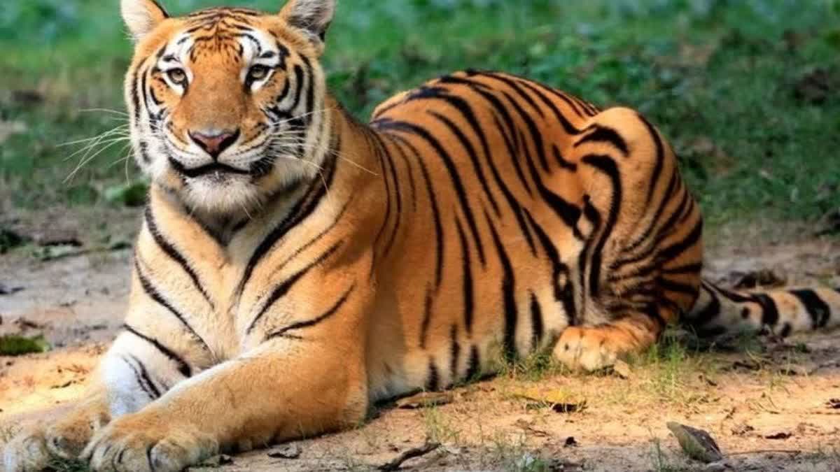 TIGER ATTACK IN JIM CORBETT NATIONAL PARK