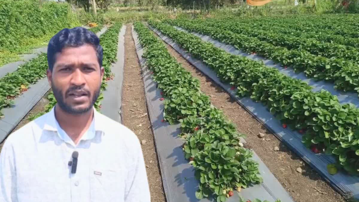 NANDED STRAWBERRY FARMING