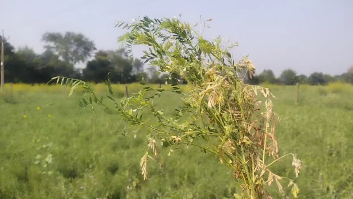 SAGAR LENTIL CROP DISEASE