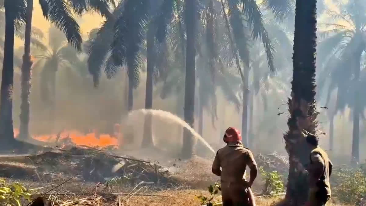 KULATHUPUZHA OIL PALM ESTATE  KOLLAM PALM PLANTATION FIRE  കൊല്ലം ഓയിൽപാം എസ്റ്റേറ്റ്  എണ്ണപ്പന തീപിടിത്തം