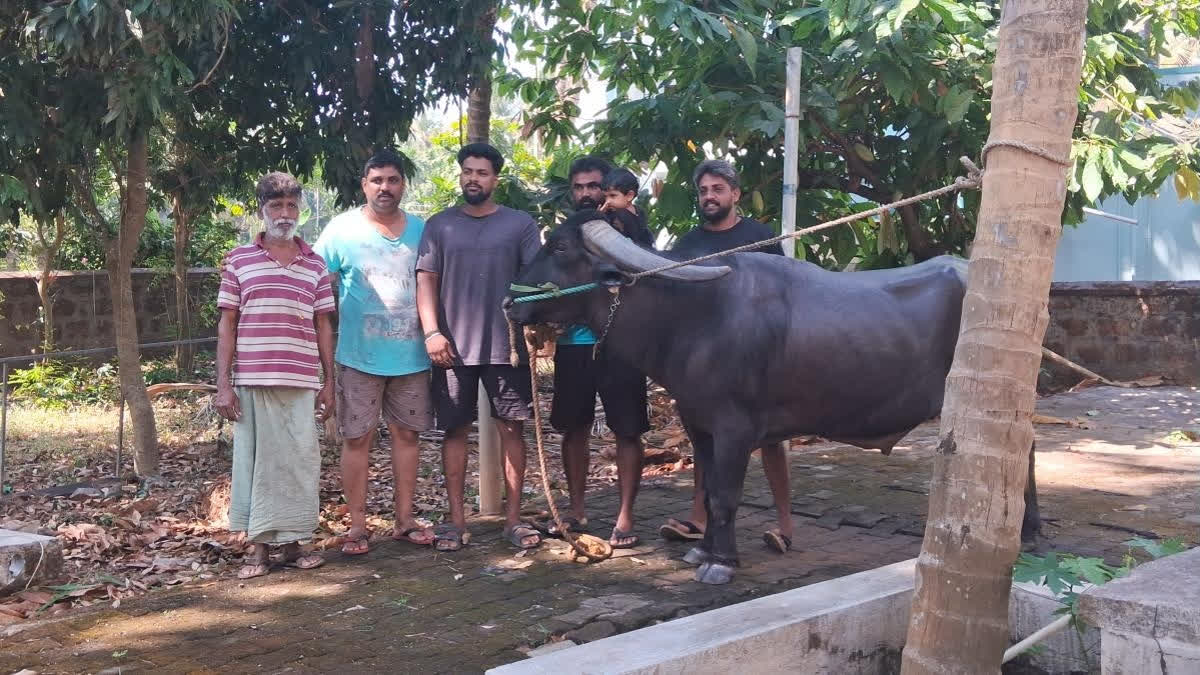 Champion Kambala Buffalo 'Dooja' Retires After Winning 69 Medals