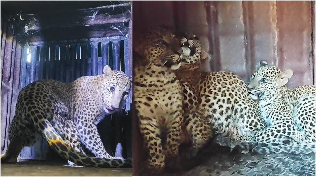 forest-department-reunites-three-separated-leopard-cubs-with-their-mother