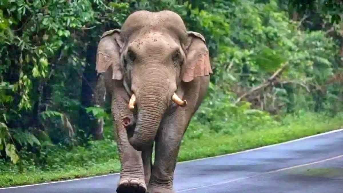 A woman and a youth were killed in separate wild elephant attacks in Hassan and Mysuru, causing tensions and raising concerns over human-elephant conflict.