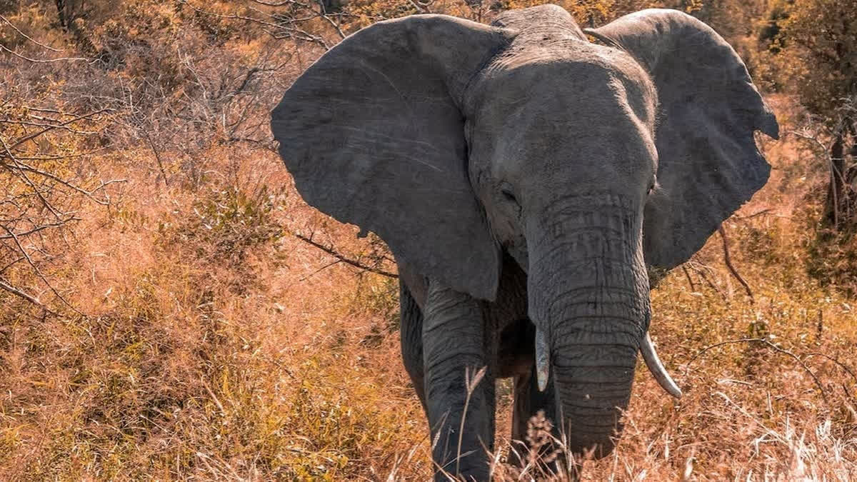 Two Women Die After Jumbos At Kerala Temple Festival Runs Amok