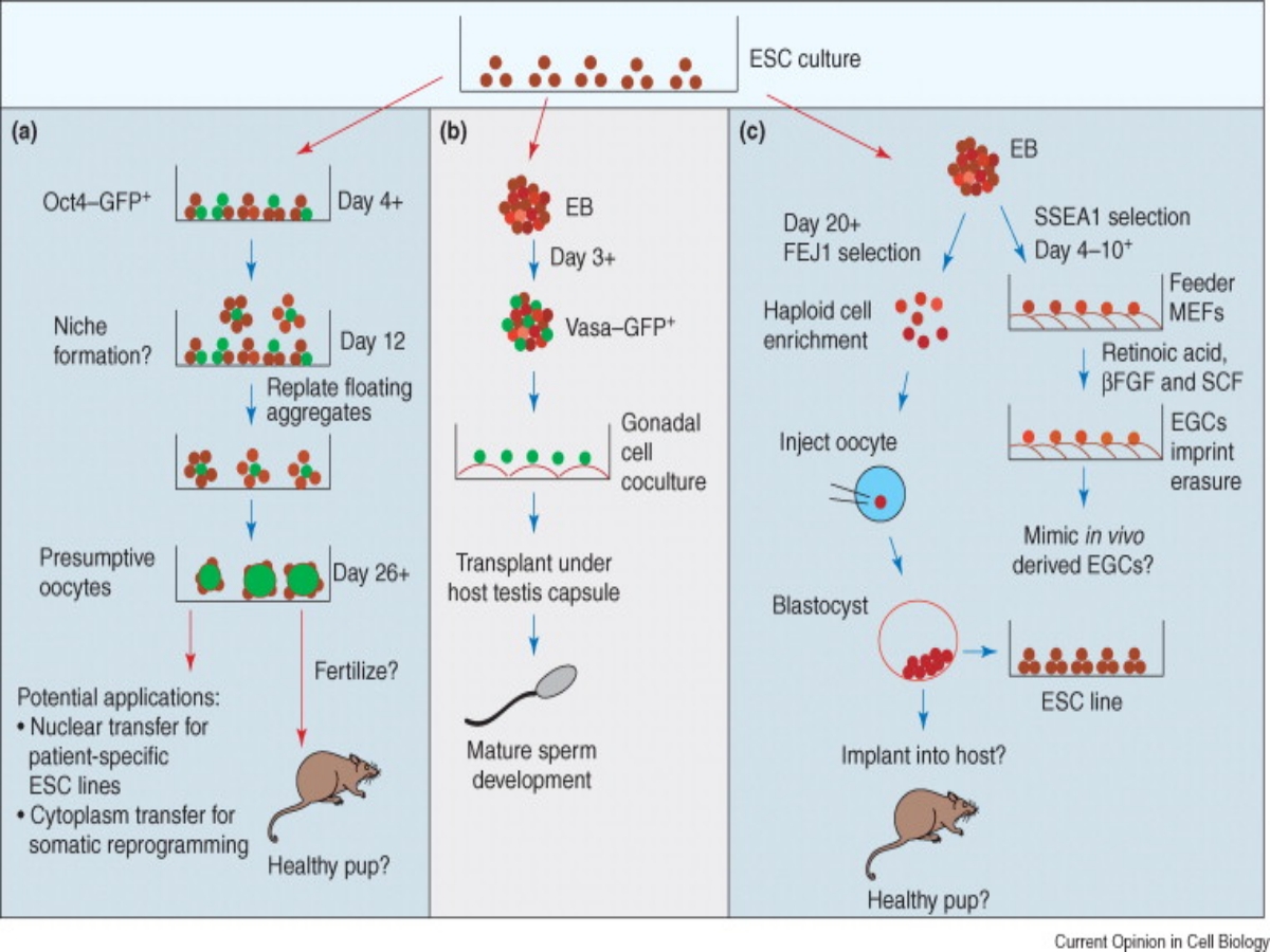 WHAT IS IN VITRO GAMETOGENESIS  PROCESS OF LAB GROWN BABIES  മനുഷ്യക്കുഞ്ഞുങ്ങൾ ലാബിൽ ജനിക്കും  LAB GROWN BABIES FROM STEM CELLS