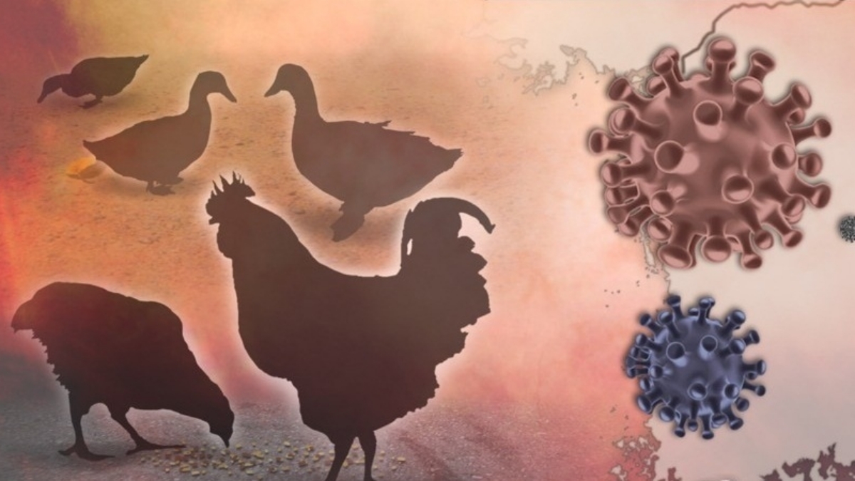 bird flu dangers to human