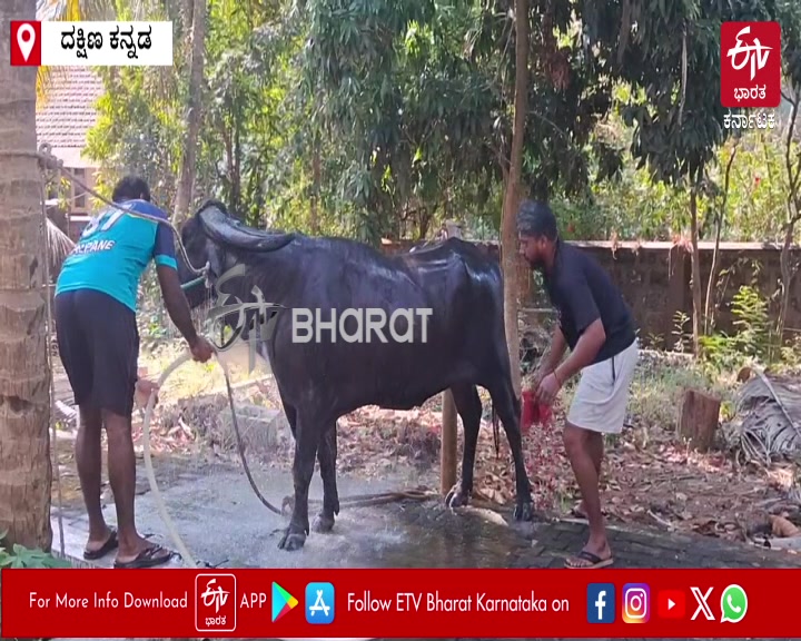 BUFFALO DOOJA, WHO WON 69 MEDALS AT KAMBALA, RETIRING FROM KAMBALA CAUSE OF HEALTH ISSUE