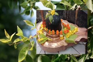 Shivling and Bael tree