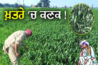 How to save wheat crop