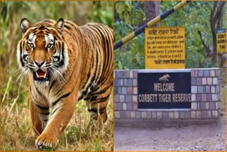 TIGER ATTACK IN JIM CORBETT NATIONAL PARK