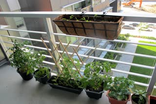 BALCONY VEGETABLES  GROWING VEGETABLES IN SMALL SPACE  BALCONY VEGETABLES GARDEN TIPS  ബാൽക്കണിയിൽ പച്ചക്കറി വിളയിക്കാം